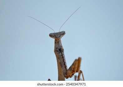 Close up of Preying mantis