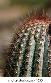 close up of prickly cactus