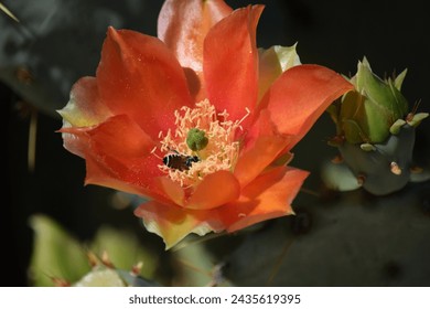 close up prickly pear cactus bloom orange with bee pollinating flower - Powered by Shutterstock