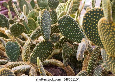 Close Up Of Prickly Pear Cactus Field