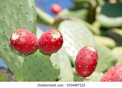 Edible Cactus Fruit High Res Stock Images Shutterstock