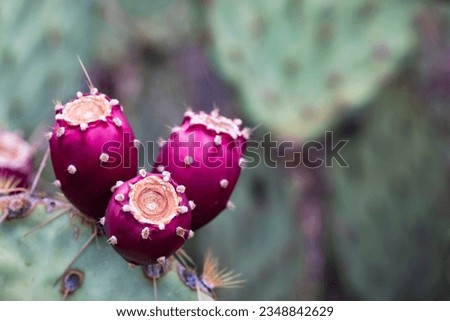 Close up of Prickly Pear cactus ruby red  fruit in Saguaro National Park East in Tucson, Arizona, during fruiting season