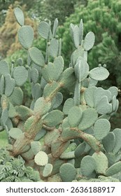 Close up of a prickly pear cactus, showcasing its unique paddle like pads and textured surface in a lush garden environment