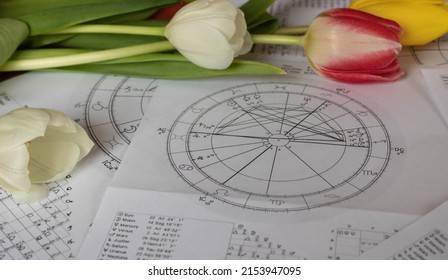 Close up of printed natal charts with planets in Sagittarius; red, yellow and white tulips in the background - Shutterstock ID 2153947095