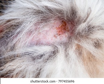 Breast Cancer Tumors Abscesses Dogs Stock Photo (Edit Now) 657049231