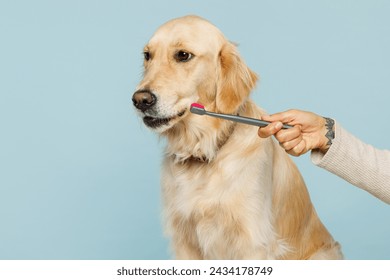 Close up professional female hand hold brush brushing teeth of her best friend golden retriever dog at salon isolated on plain pastel light blue background studio. Take care about pet animal concept - Powered by Shutterstock