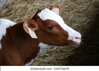 Royalty Free Holstein Calf Stock Images Photos Vectors