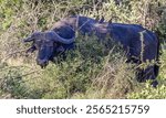 Close up profile a large Cape Buffalo with Oxpeckers on back  in Hluhluwe Imfolozi National Park, South Africa on 13 December 2024