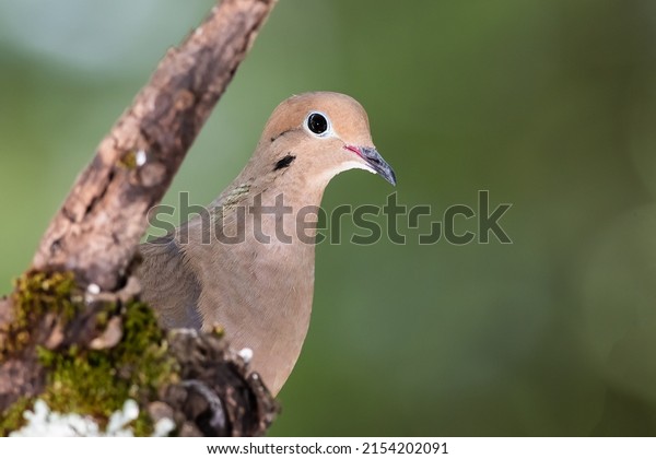 Close Profile of a Mourning Dove While Perched on\
a Branch