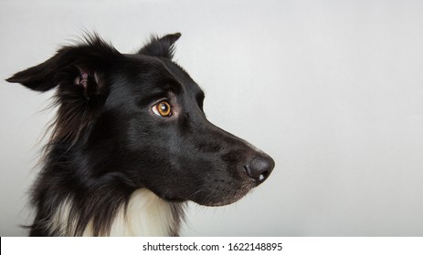 Close up profile portrait of adorable purebred Border Collie looking away curious isolated on gray background with copy space. Serious black and white dog attentive glance.