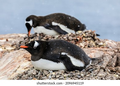 penguin laying eggs