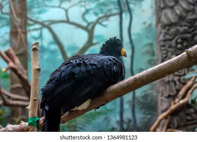 A Close Up Profile Portrait Of A Black Curassow