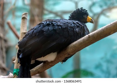 A Close Up Profile Portrait Of A Black Curassow