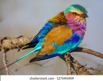 Close up profile portrait of colorful lilac-breasted roller perched on branch	
