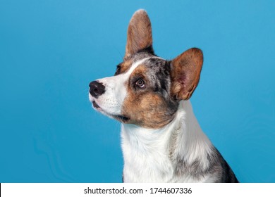Close up profile portrait of cute welsh corgi dog looking at up left corner. Unusual Merle color, pretty eyes and face expression. Empty blue background with great copy space for any text. Studio.