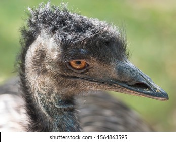 457 Emu head shot Images, Stock Photos & Vectors | Shutterstock