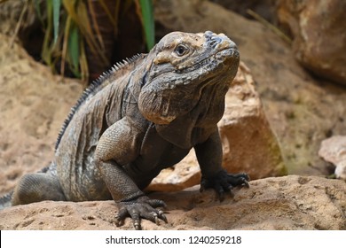 Close Profile Portrait Male Rhinoceros Iguana Stock Photo 1240259218 ...