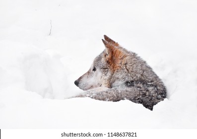 Close Up Profile Portrait Of One Grey Wolf Resting In Deep Snow Winter Den Lair And Looking Away, Low Angle Side View