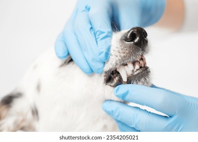 Close up profile shot of a black and white mongrel dog and the veterinarian. Doctor in blue gloves is holding dog's head, doing check up, looking at the teeth. - Powered by Shutterstock