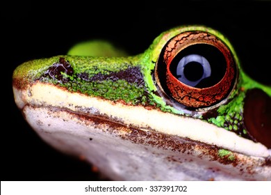 Close Up Profile Shot Of A White-lipped Frog