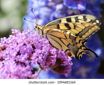 Close up profile Underside view of a beautiful common yellow swallowtail butterfly aka  the Old World swallowtail (Papilio machaon) a butterfly of the family Papilionidae