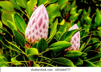 60 Protea Caffra Images, Stock Photos & Vectors | Shutterstock