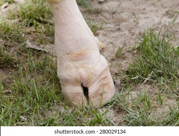 Close up of pruned cattle hoof standing on grass