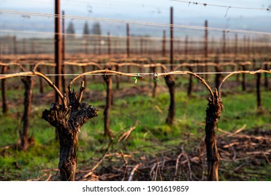 A close up of pruned grapevines tied to a wire trellis, green grass between rows, a single vine curving from the trunk in an Oregon vineyard. 