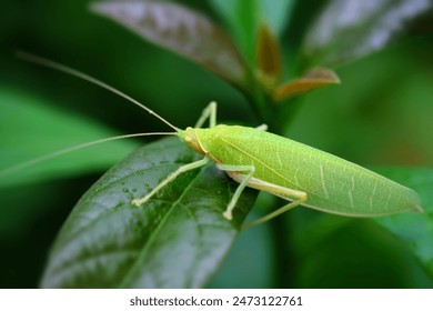 Primer plano Pseudophyllus titán