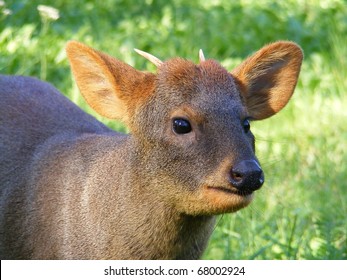 Close Up Of Pudu