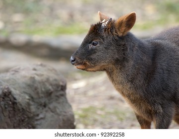 Close Up Of A Pudu