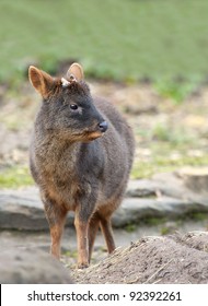 Close Up Of A Pudu