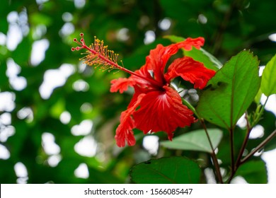 Close up of Puero Rico's vibrant red Flor de maga in El Yunque, Puerto Rico with bokeh 