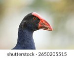 Close up of Pukeko or purple swamphen