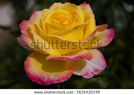 Close up of Pullman Orient Express, two color rose, yellow with pink edges