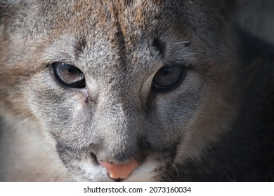 Close Up Puma Eyes Photo