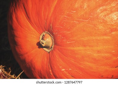 Close up of pumpkin