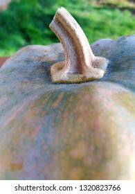close up pumpkin  