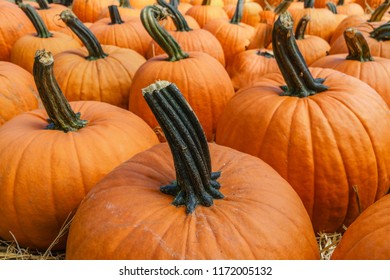 Close up of pumpkins