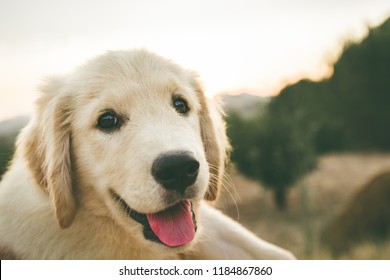 Baby Labrador Dog Images Stock Photos Vectors Shutterstock