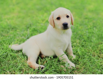 Close up of puppy dog Labrador Retriever in summer day