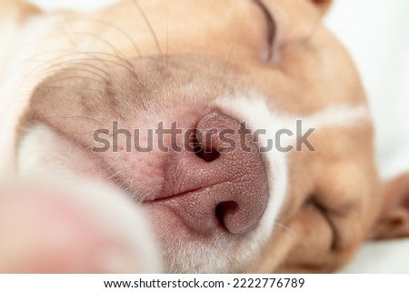 Close up of puppy nose and nostrils. Head shot of cute puppy dog sleeping relaxed while lying sideways. Soft pink nose. 9 weeks old, female Boxer Pitbull mix breed. Selective focus.