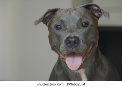 Close Up Of A Puppy Pit Bull Dog At Home