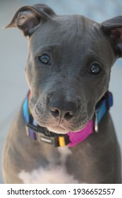 Close Up Of A Puppy Pit Bull Dog At Home