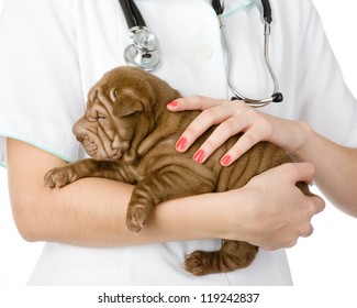 Close up puppy sharpei dog on hands at the veterinarian. isolated on white background