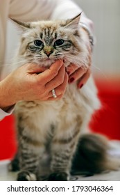 Close Up Of Pure Breed Cat At Pet Show