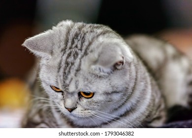 Close Up Of Pure Breed Cat At Pet Show