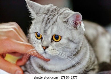 Close Up Of Pure Breed Cat At Pet Show