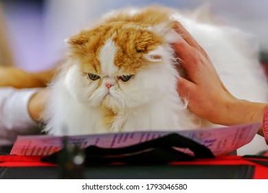 Close Up Of Pure Breed Cat At Pet Show