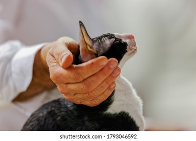 Close Up Of Pure Breed Cat At Pet Show